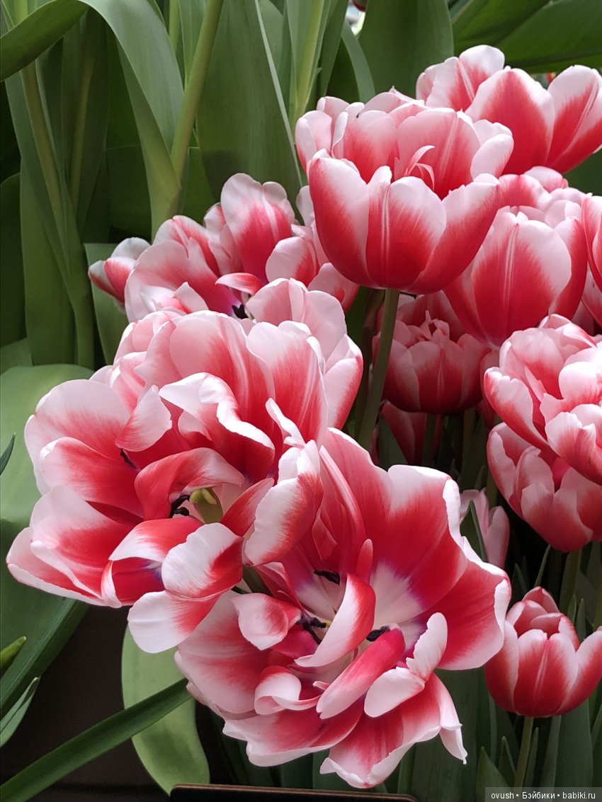 Весна - ну конечно же это ЦВЕТЫ, улыбки и хорошее настроение