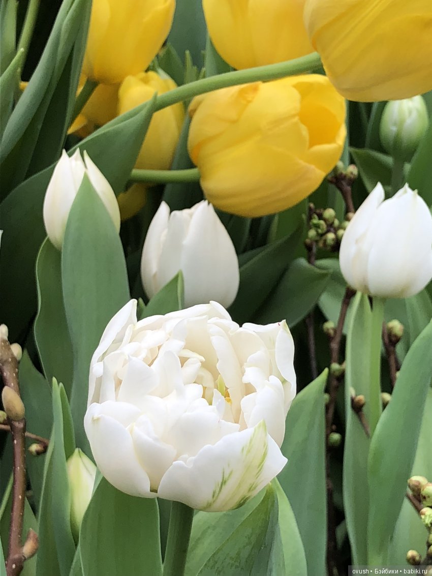 Весна - ну конечно же это ЦВЕТЫ, улыбки и хорошее настроение