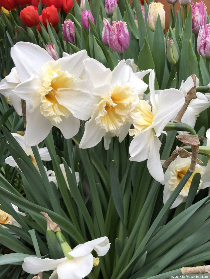 Весна - ну конечно же это ЦВЕТЫ, улыбки и хорошее настроение