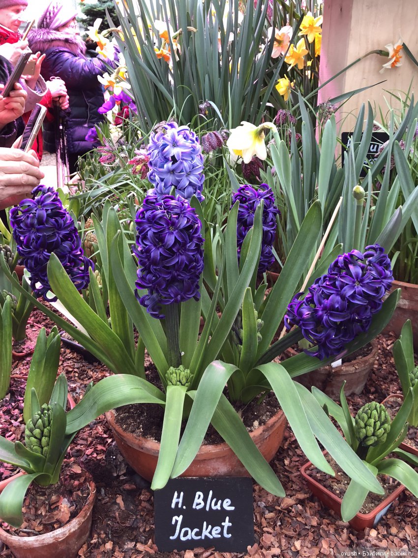 Весна - ну конечно же это ЦВЕТЫ, улыбки и хорошее настроение