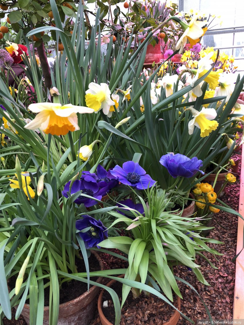 Весна - ну конечно же это ЦВЕТЫ, улыбки и хорошее настроение