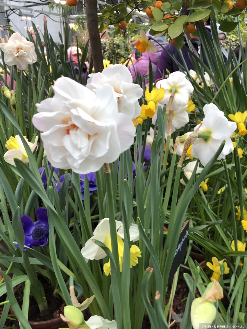 Весна - ну конечно же это ЦВЕТЫ, улыбки и хорошее настроение