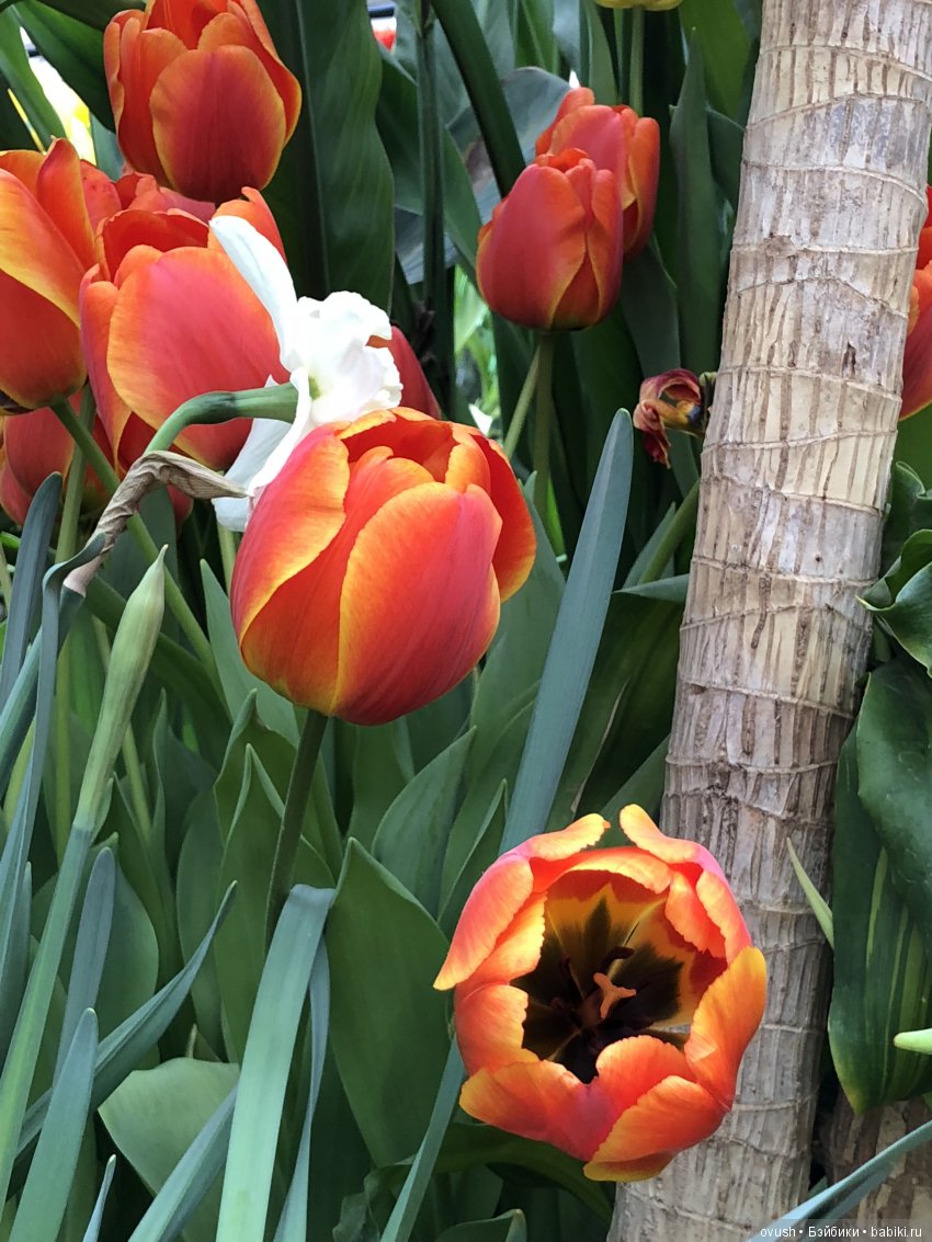 Весна - ну конечно же это ЦВЕТЫ, улыбки и хорошее настроение