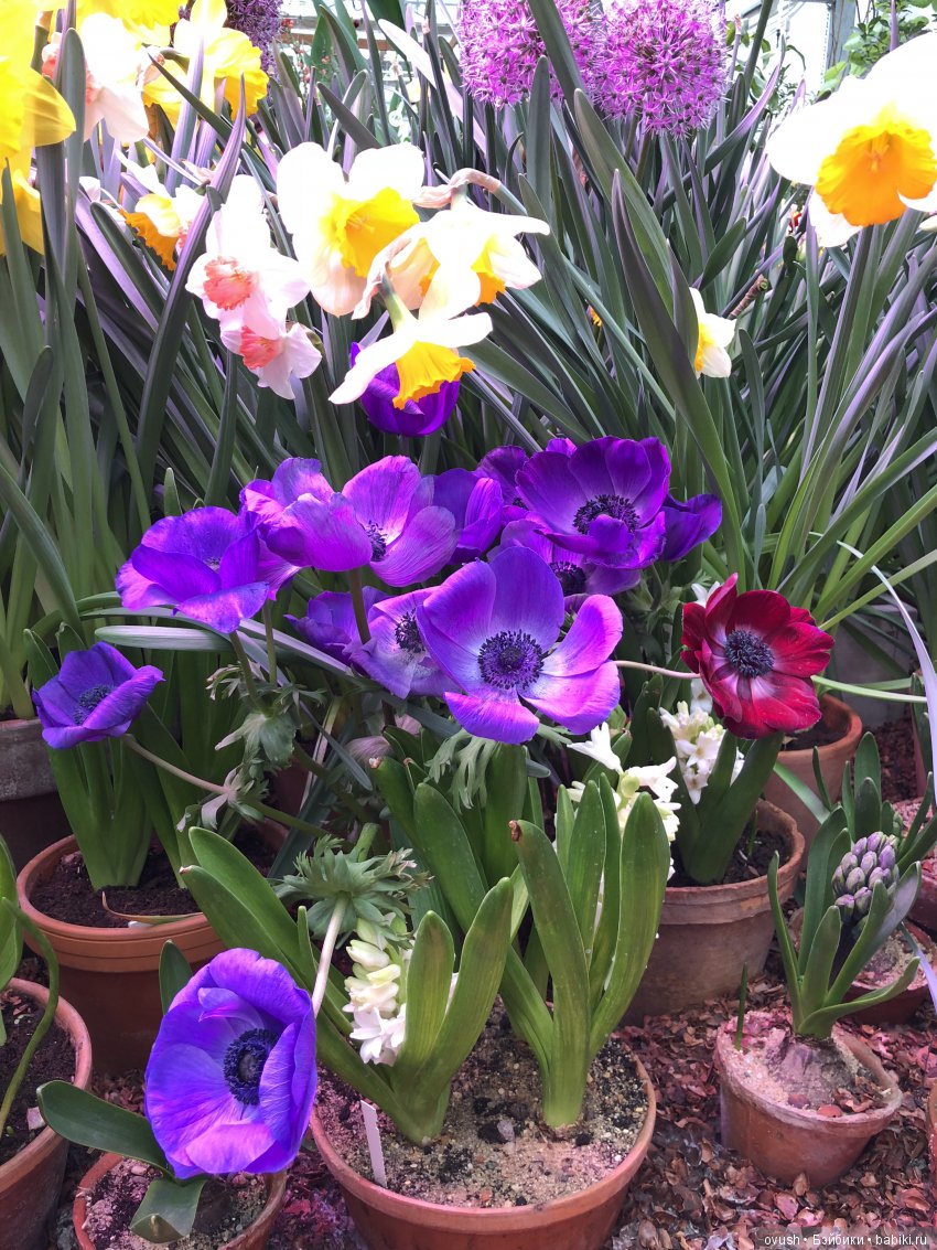 Весна - ну конечно же это ЦВЕТЫ, улыбки и хорошее настроение