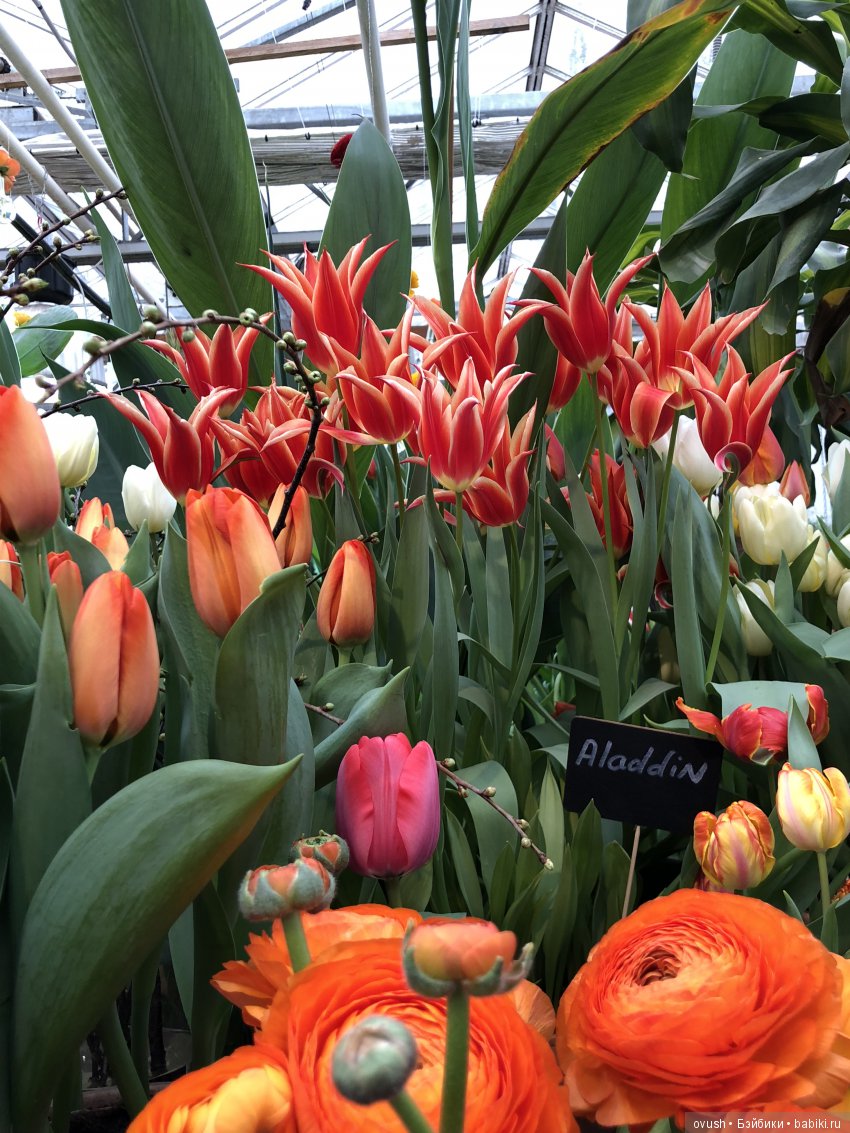 Весна - ну конечно же это ЦВЕТЫ, улыбки и хорошее настроение