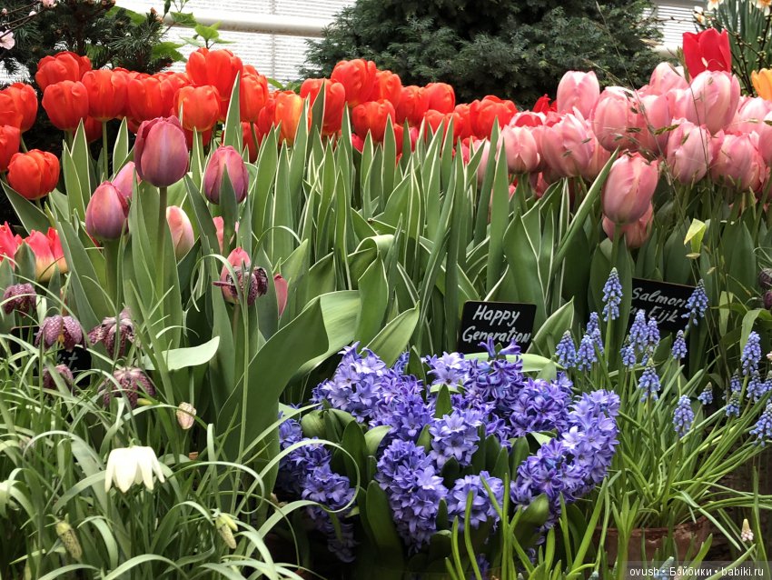 Весна - ну конечно же это ЦВЕТЫ, улыбки и хорошее настроение (фото 7)