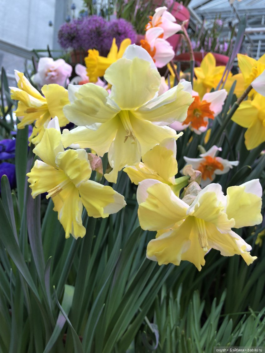 Весна - ну конечно же это ЦВЕТЫ, улыбки и хорошее настроение