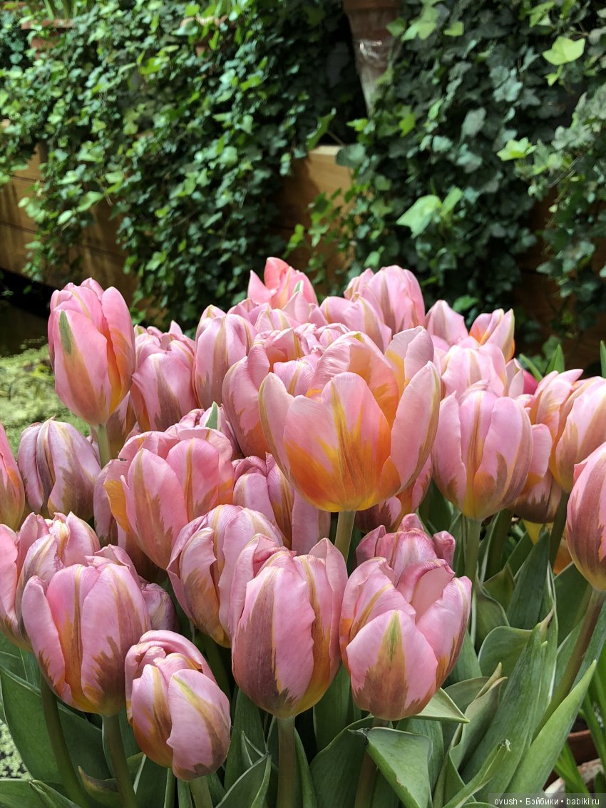 Весна - ну конечно же это ЦВЕТЫ, улыбки и хорошее настроение