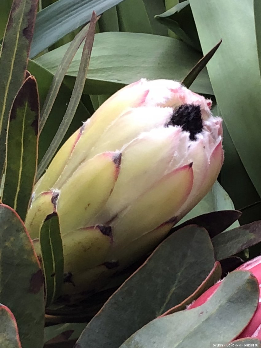 Весна - ну конечно же это ЦВЕТЫ, улыбки и хорошее настроение