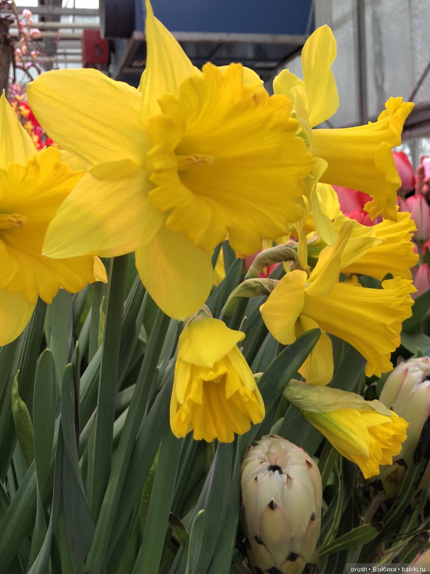 Весна - ну конечно же это ЦВЕТЫ, улыбки и хорошее настроение