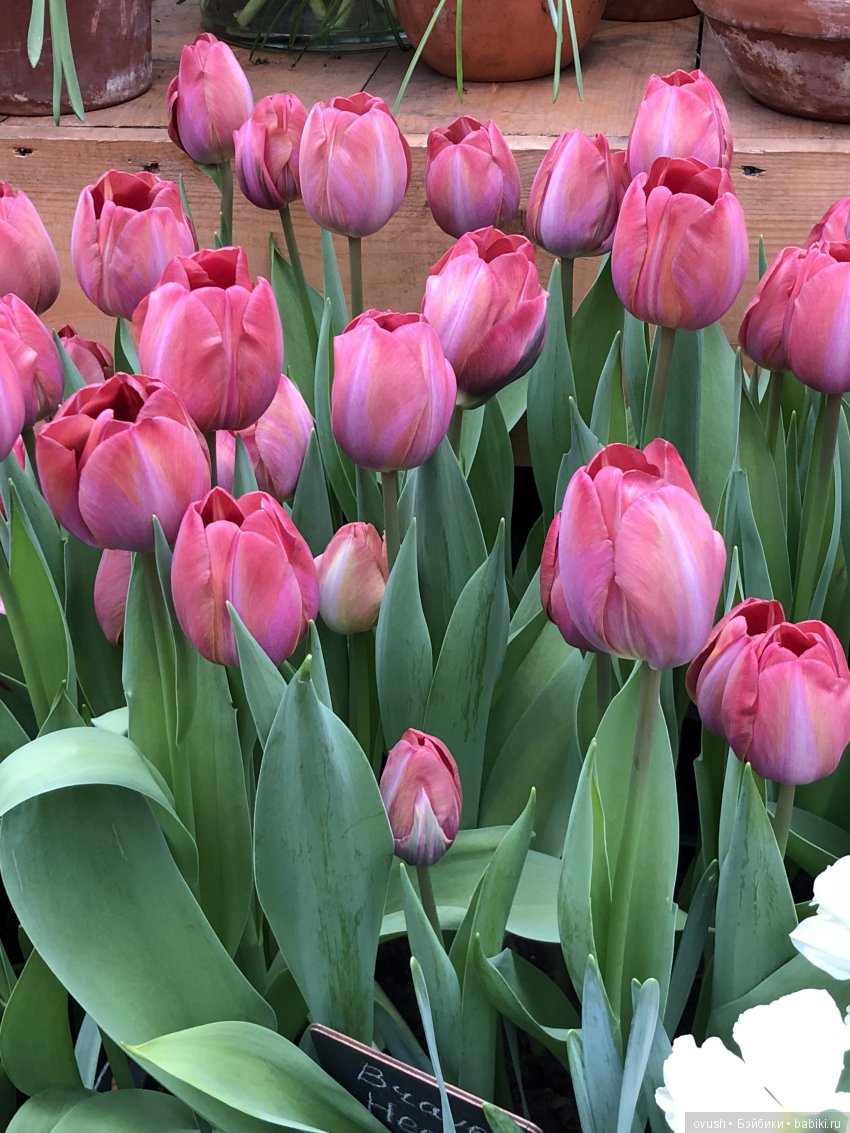 Весна - ну конечно же это ЦВЕТЫ, улыбки и хорошее настроение