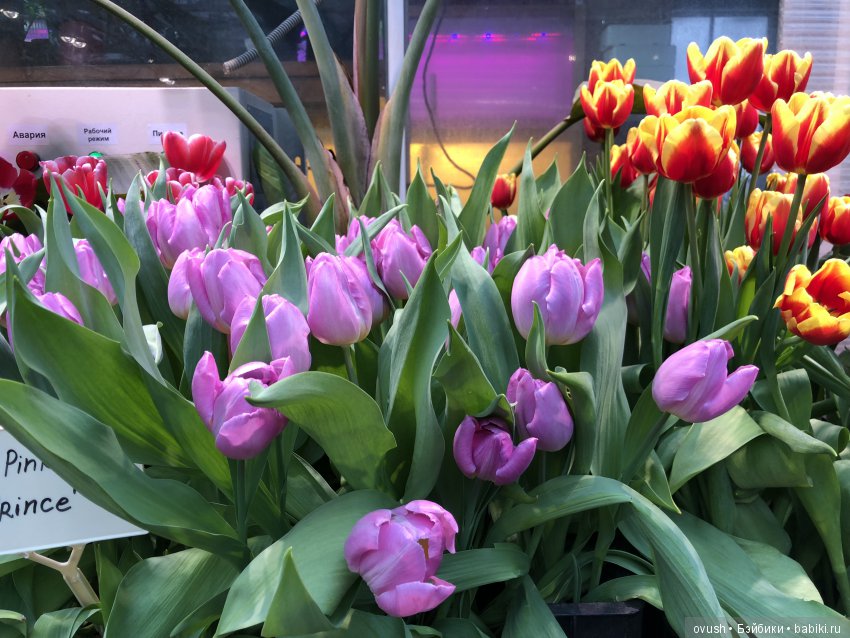 Весна - ну конечно же это ЦВЕТЫ, улыбки и хорошее настроение