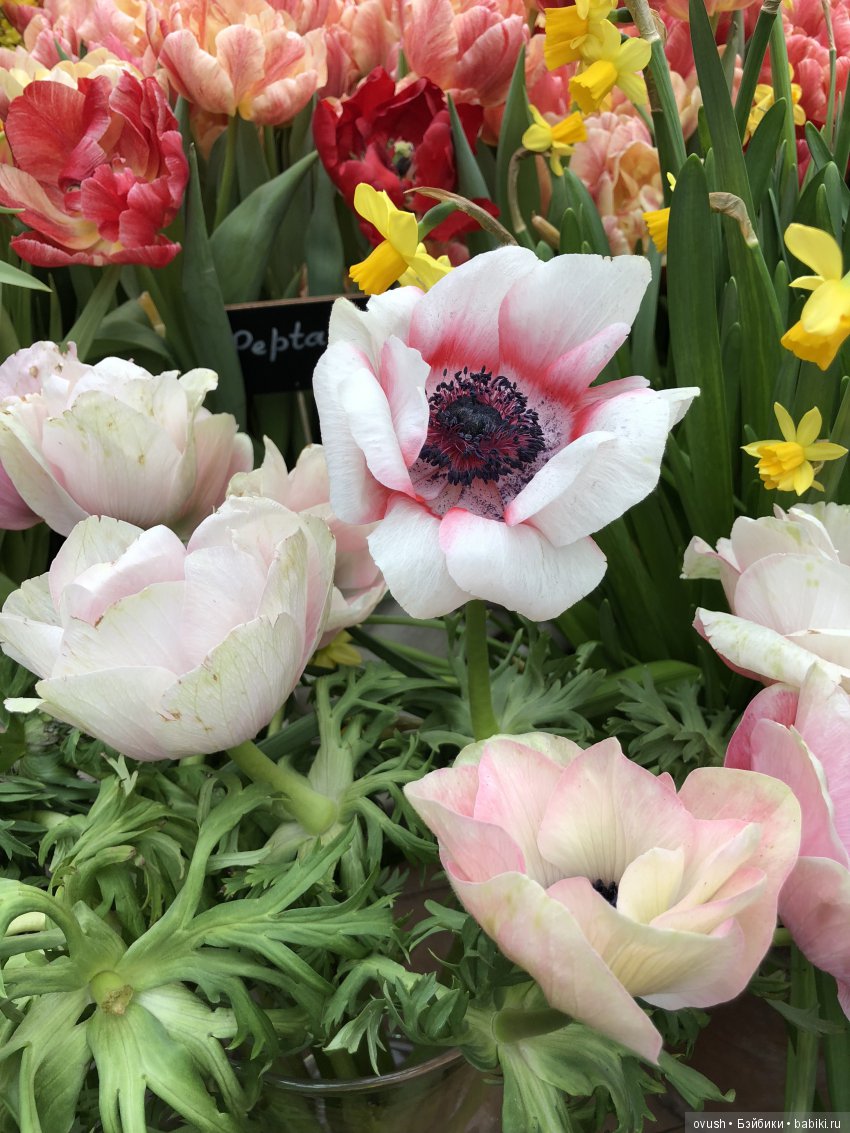 Весна - ну конечно же это ЦВЕТЫ, улыбки и хорошее настроение