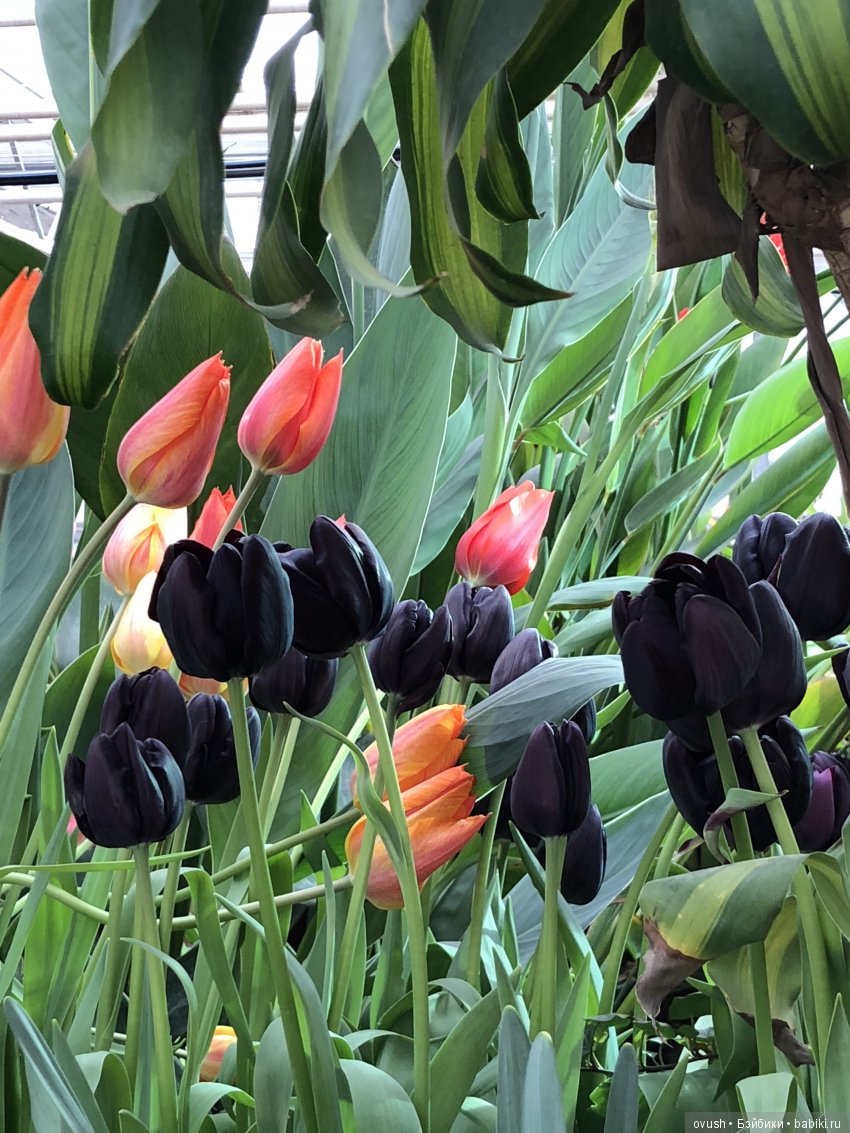 Весна - ну конечно же это ЦВЕТЫ, улыбки и хорошее настроение