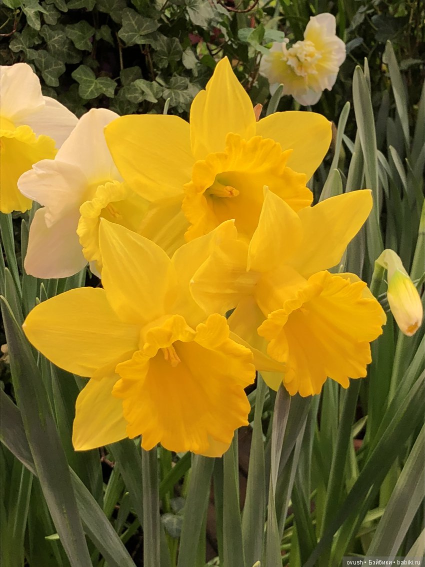 Весна - ну конечно же это ЦВЕТЫ, улыбки и хорошее настроение