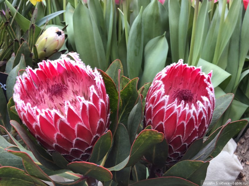 Весна - ну конечно же это ЦВЕТЫ, улыбки и хорошее настроение