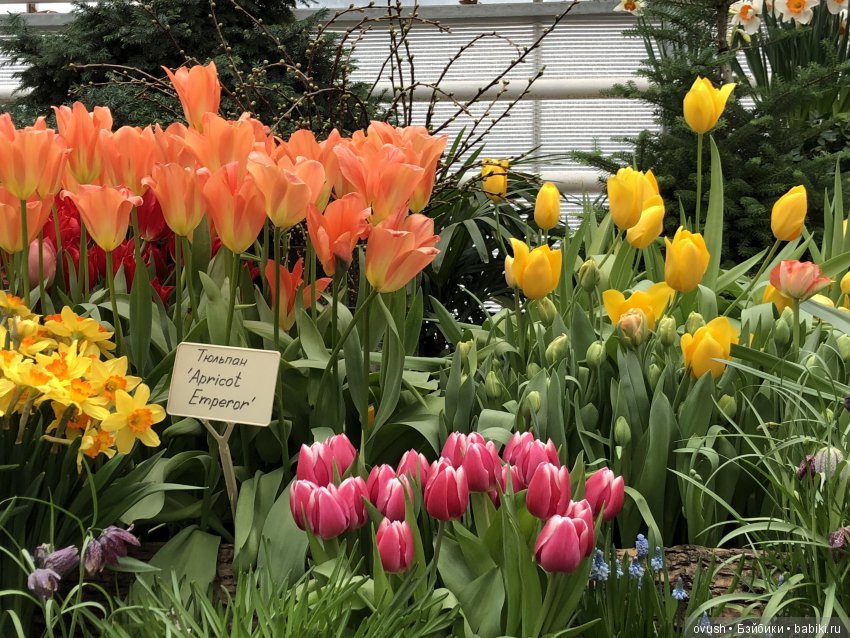 Весна - ну конечно же это ЦВЕТЫ, улыбки и хорошее настроение