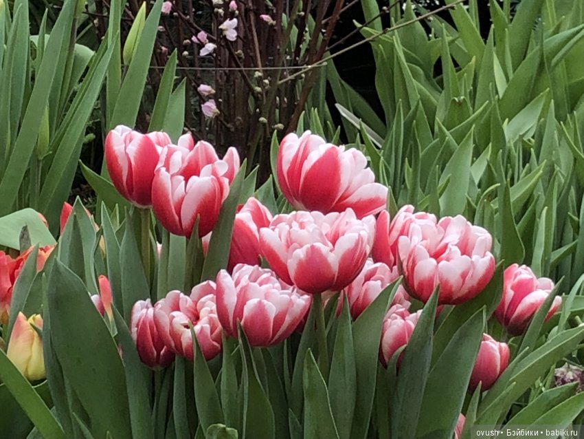 Весна - ну конечно же это ЦВЕТЫ, улыбки и хорошее настроение