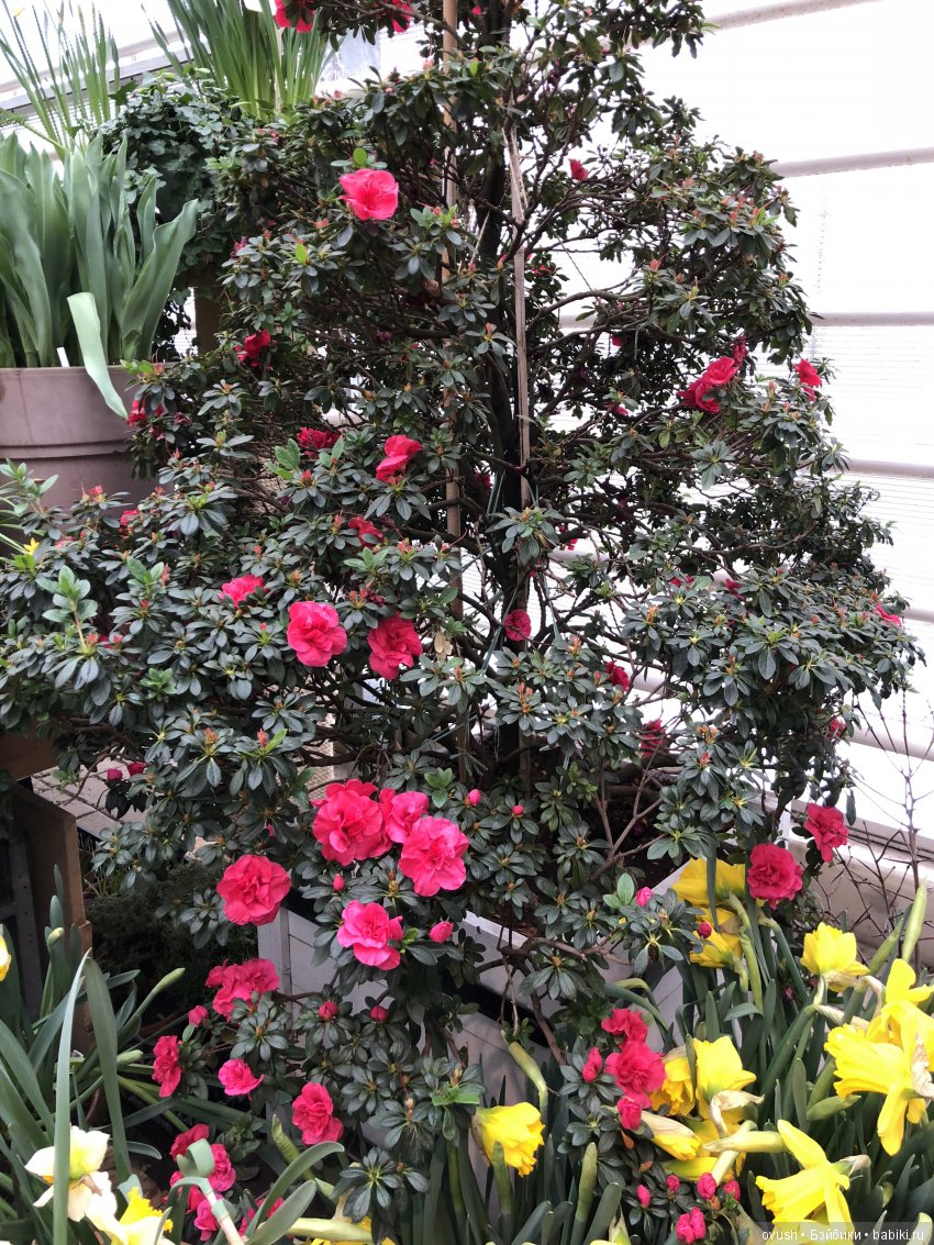 Весна - ну конечно же это ЦВЕТЫ, улыбки и хорошее настроение