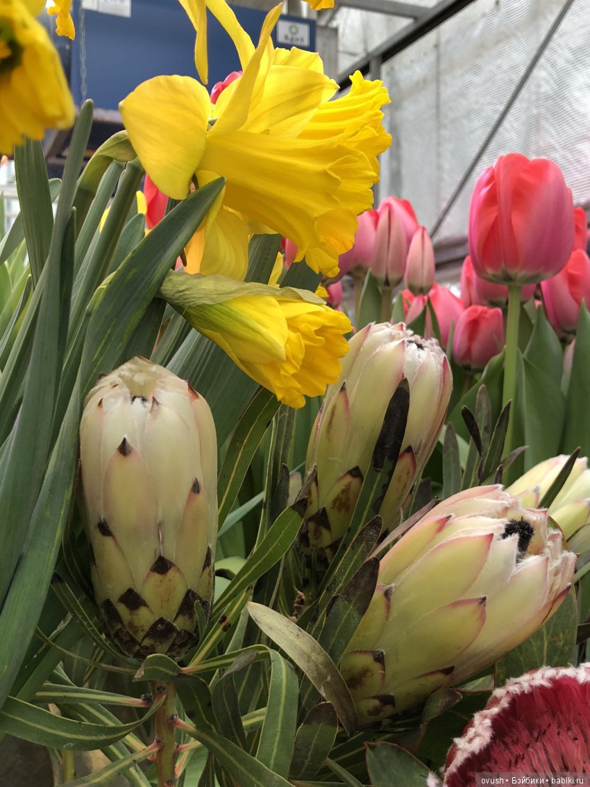 Весна - ну конечно же это ЦВЕТЫ, улыбки и хорошее настроение