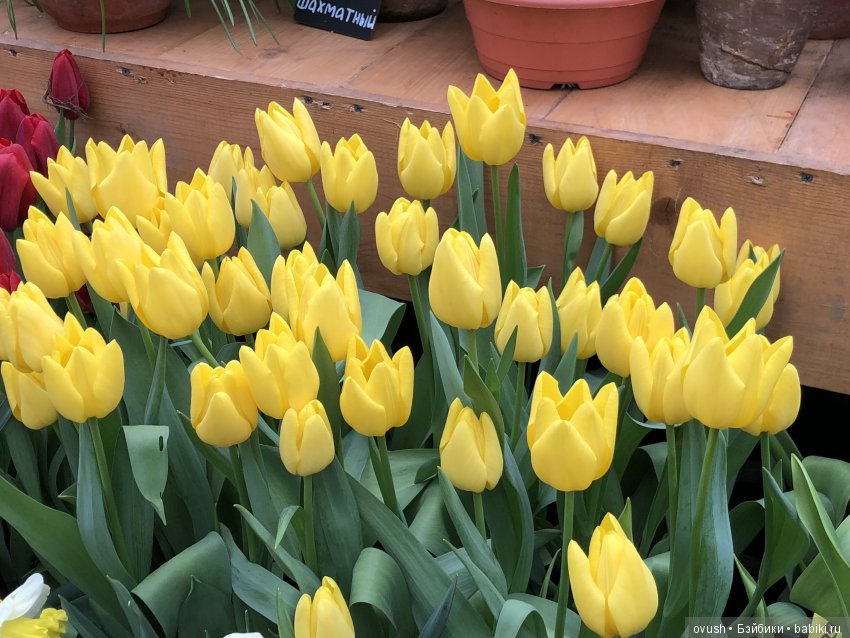 Весна - ну конечно же это ЦВЕТЫ, улыбки и хорошее настроение (фото 10)