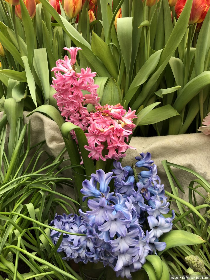 Весна - ну конечно же это ЦВЕТЫ, улыбки и хорошее настроение