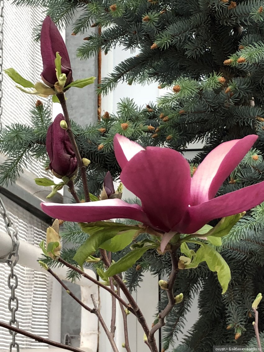 Весна - ну конечно же это ЦВЕТЫ, улыбки и хорошее настроение