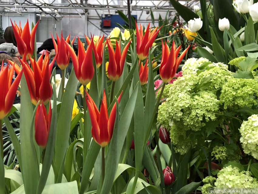 Весна - ну конечно же это ЦВЕТЫ, улыбки и хорошее настроение