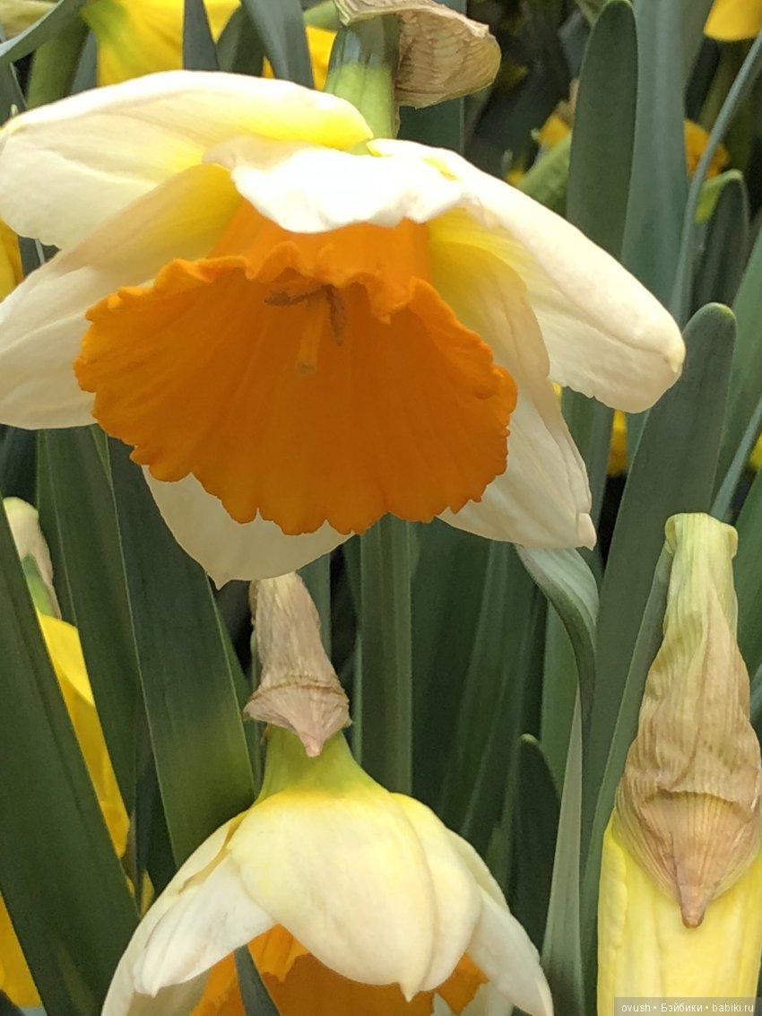 Весна - ну конечно же это ЦВЕТЫ, улыбки и хорошее настроение