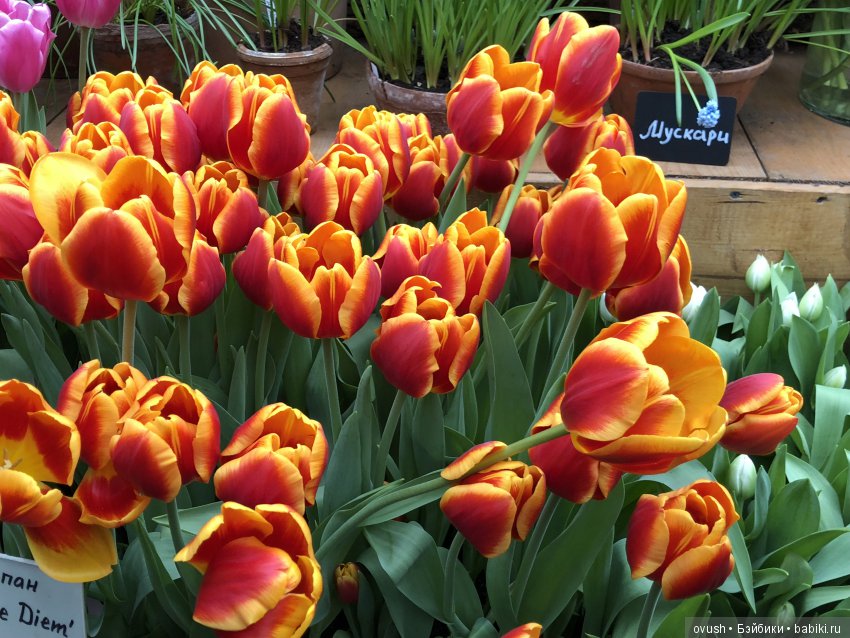 Весна - ну конечно же это ЦВЕТЫ, улыбки и хорошее настроение