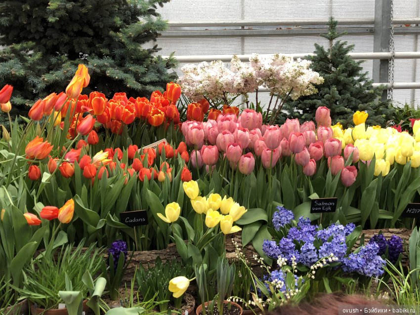 Весна - ну конечно же это ЦВЕТЫ, улыбки и хорошее настроение (фото 2)