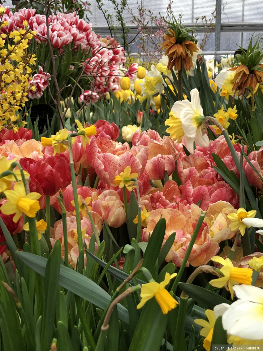 Весна - ну конечно же это ЦВЕТЫ, улыбки и хорошее настроение