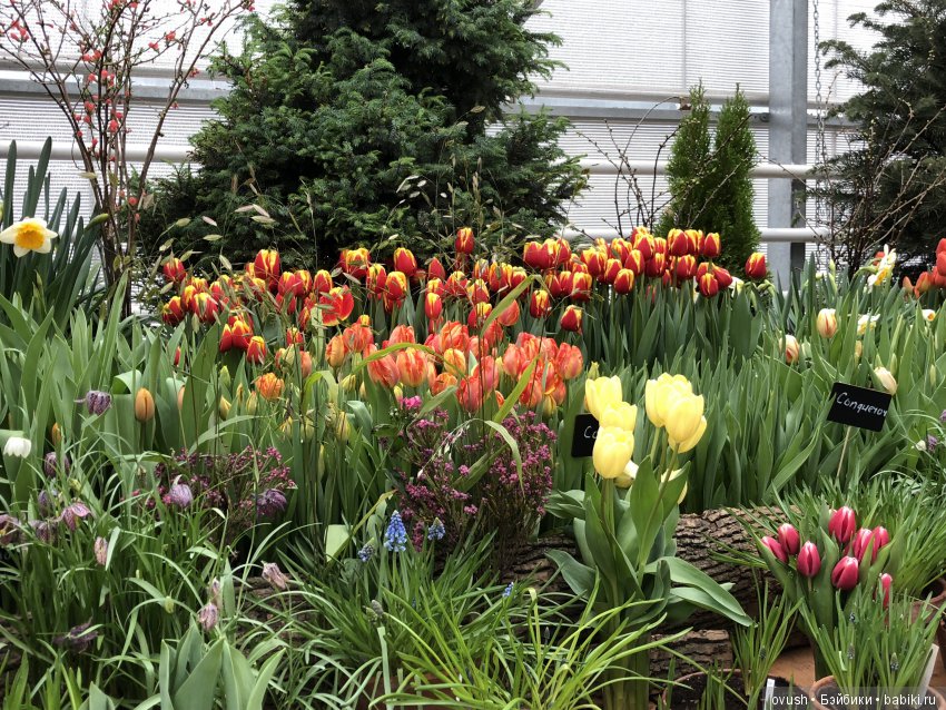 Весна - ну конечно же это ЦВЕТЫ, улыбки и хорошее настроение (фото 5)