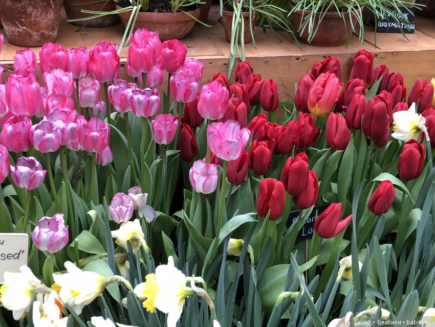 Весна - ну конечно же это ЦВЕТЫ, улыбки и хорошее настроение (фото 6)