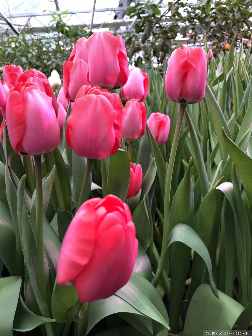 Весна - ну конечно же это ЦВЕТЫ, улыбки и хорошее настроение