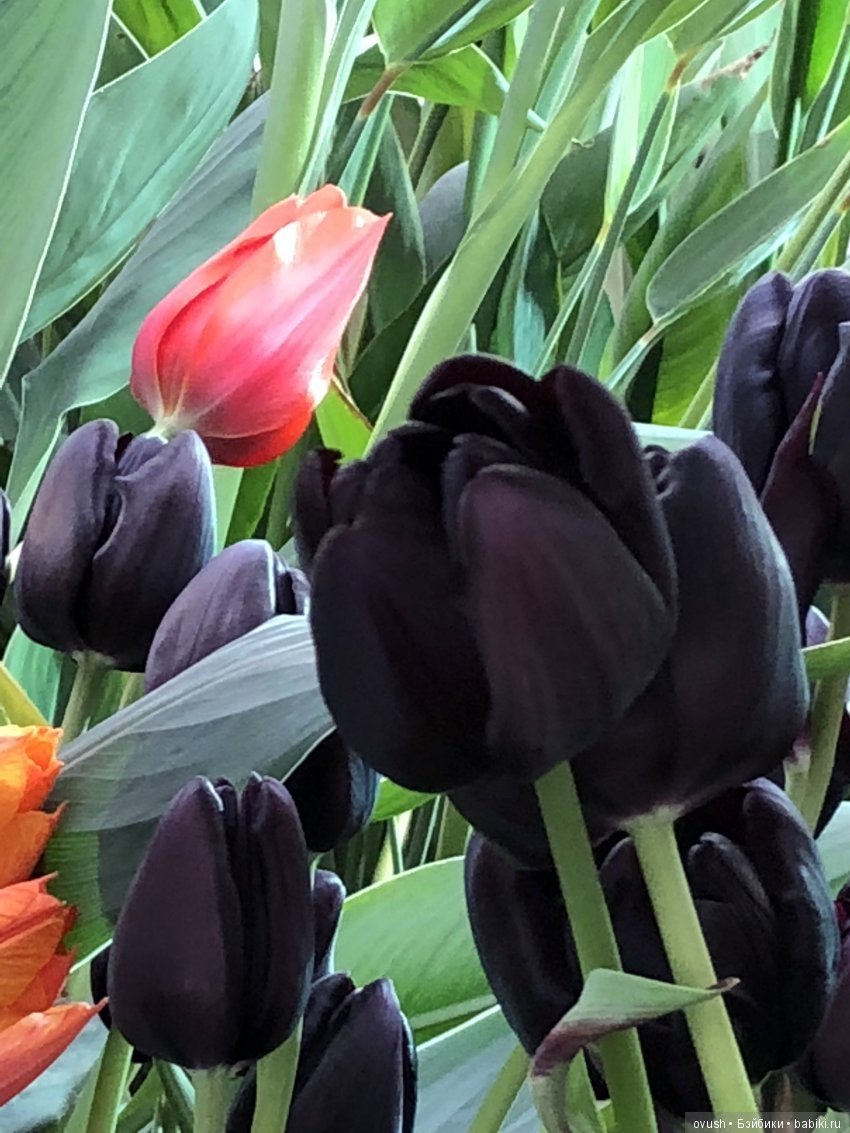 Весна - ну конечно же это ЦВЕТЫ, улыбки и хорошее настроение