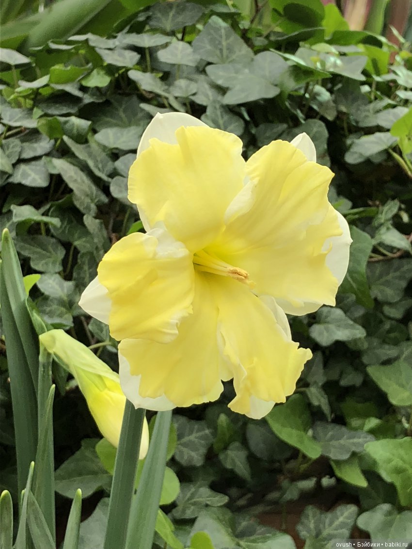 Весна - ну конечно же это ЦВЕТЫ, улыбки и хорошее настроение