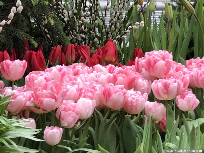 Весна - ну конечно же это ЦВЕТЫ, улыбки и хорошее настроение