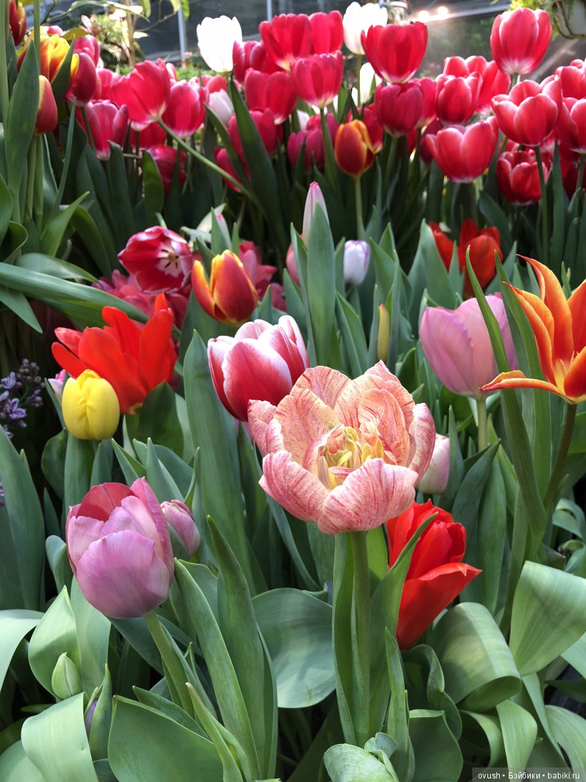 Весна - ну конечно же это ЦВЕТЫ, улыбки и хорошее настроение