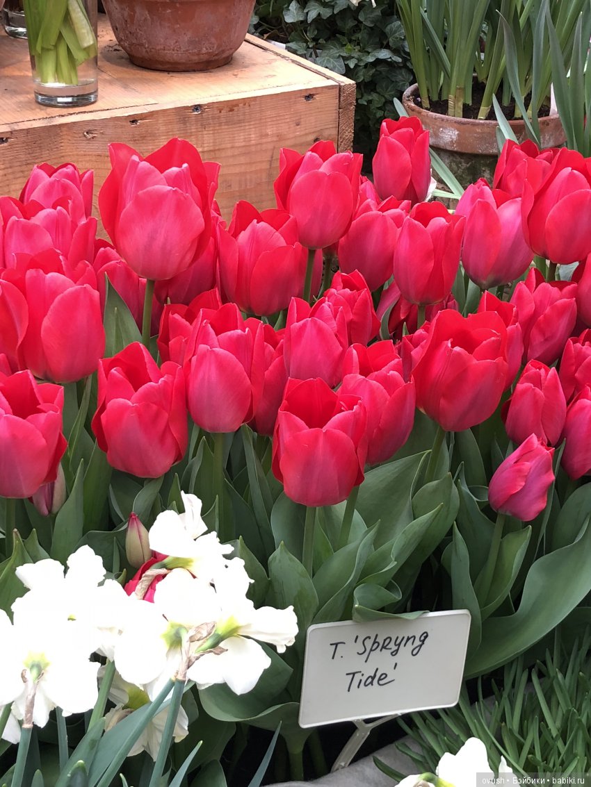 Весна - ну конечно же это ЦВЕТЫ, улыбки и хорошее настроение