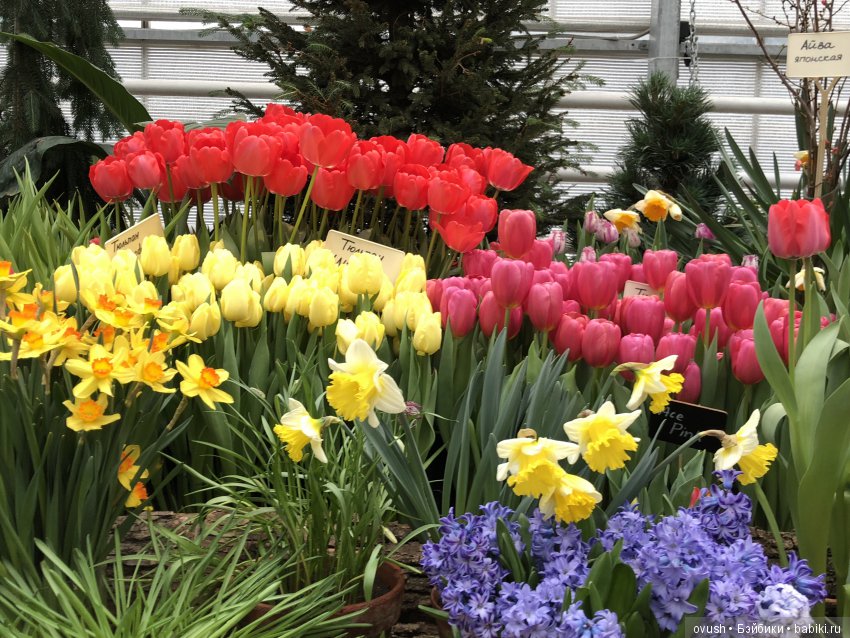 Весна - ну конечно же это ЦВЕТЫ, улыбки и хорошее настроение (фото 3)