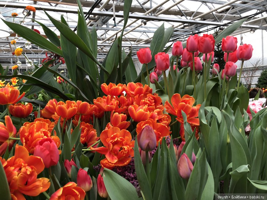 Весна - ну конечно же это ЦВЕТЫ, улыбки и хорошее настроение