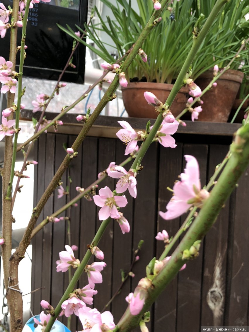 Весна - ну конечно же это ЦВЕТЫ, улыбки и хорошее настроение