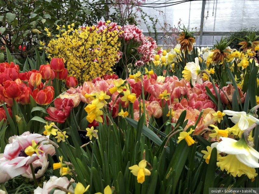 Весна - ну конечно же это ЦВЕТЫ, улыбки и хорошее настроение