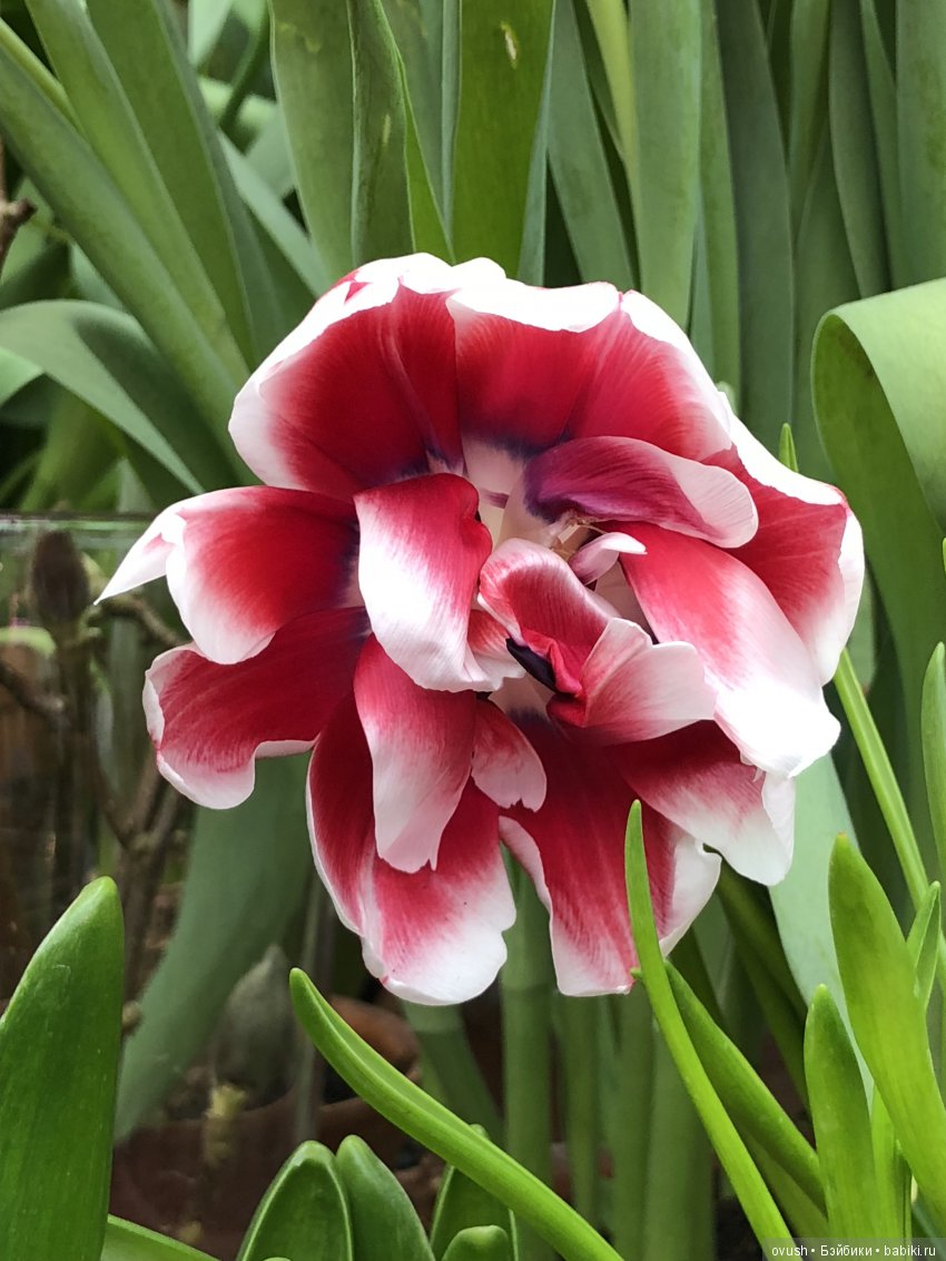 Весна - ну конечно же это ЦВЕТЫ, улыбки и хорошее настроение