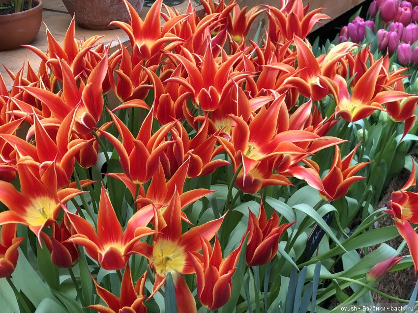 Весна - ну конечно же это ЦВЕТЫ, улыбки и хорошее настроение (фото 8)