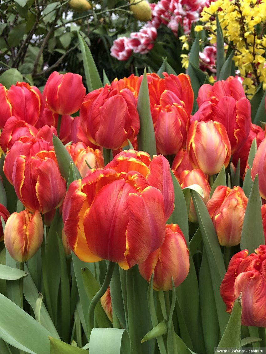 Весна - ну конечно же это ЦВЕТЫ, улыбки и хорошее настроение