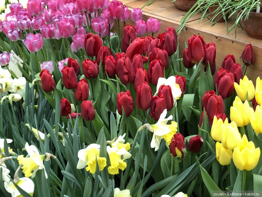 Весна - ну конечно же это ЦВЕТЫ, улыбки и хорошее настроение (фото 9)