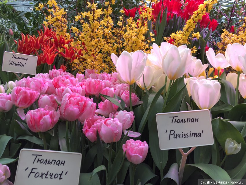 Весна - ну конечно же это ЦВЕТЫ, улыбки и хорошее настроение