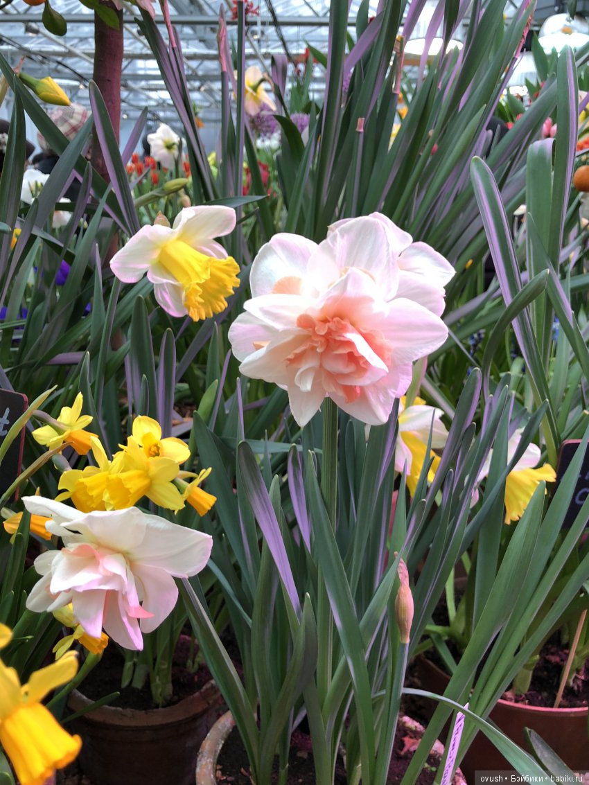 Весна - ну конечно же это ЦВЕТЫ, улыбки и хорошее настроение